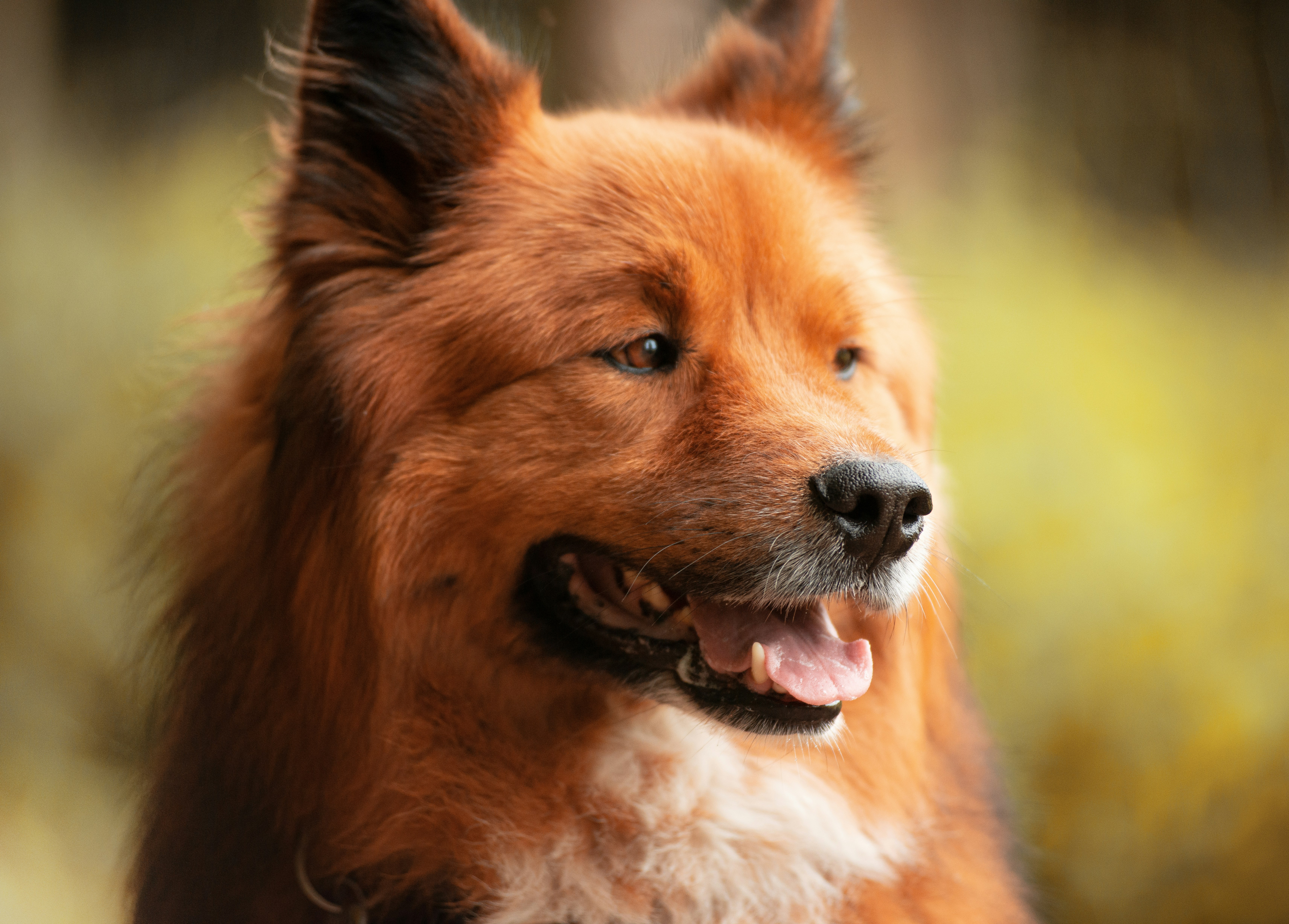 brown long coated dog showing tongue